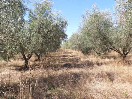 Terreno agricolo Pitigliano - Grosseto
